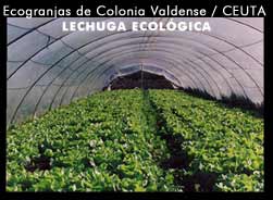 Lechuga ecológica